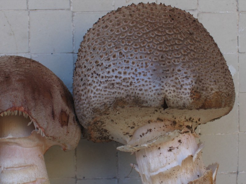 amanita rubescens